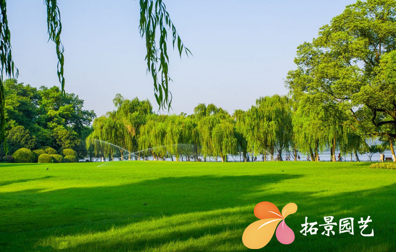 厂家直销天堂草草坪种子耐践踏矮生工程绿化草籽天堂草