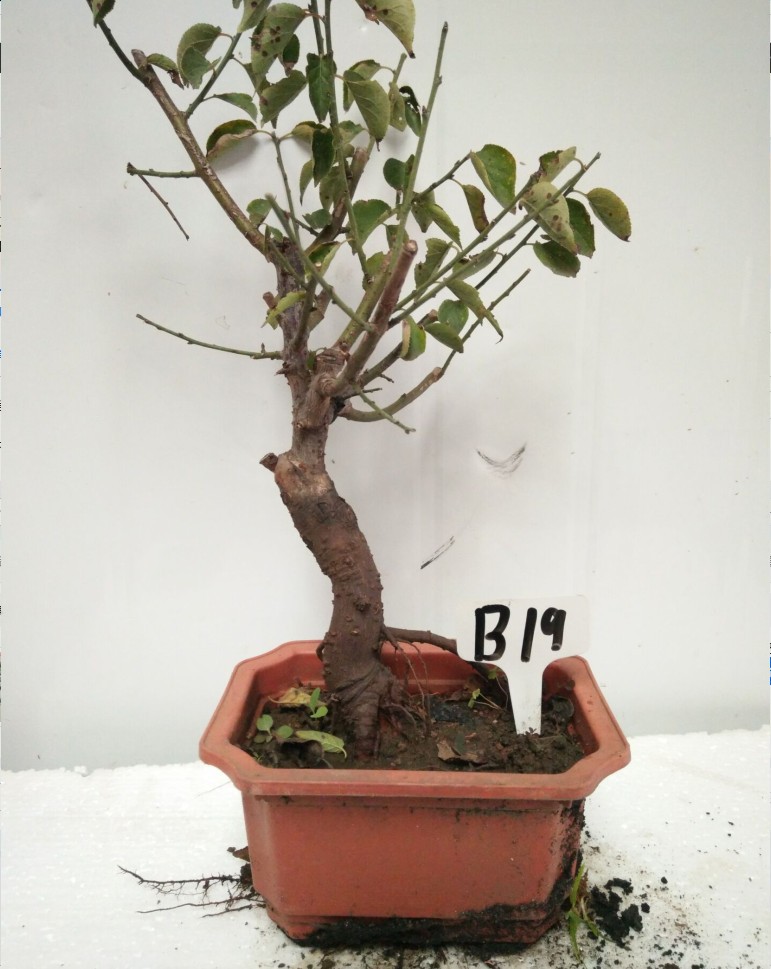 实物耐寒红梅盆景老树桩梅花苗乌梅原生造型盆栽庭院室内四季花卉