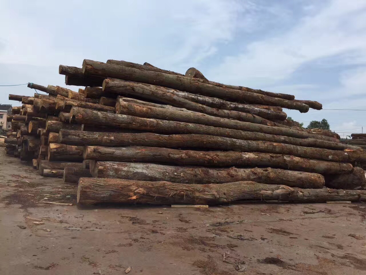 丽明木业 橡木(柞木) 刨切级原木 品质至上