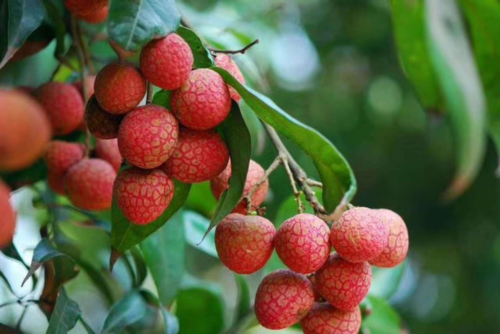 供应新鲜水果妃子笑荔枝热带夏季水果