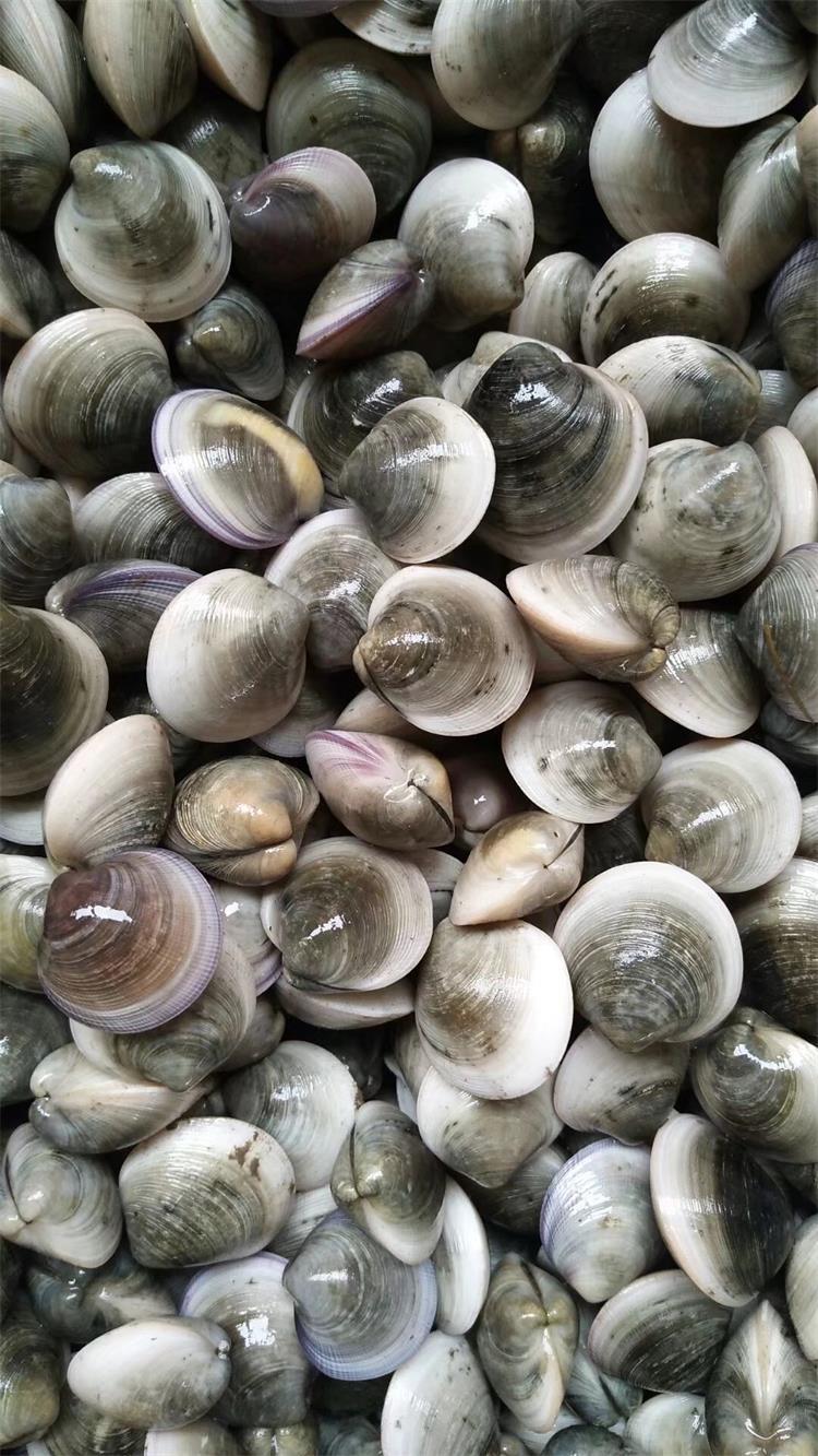 全国供应海鲜批发 鲜活贝类 青蛤蜊 铁蛤蜊 蛤蜊沙白海鲜水产鲜活