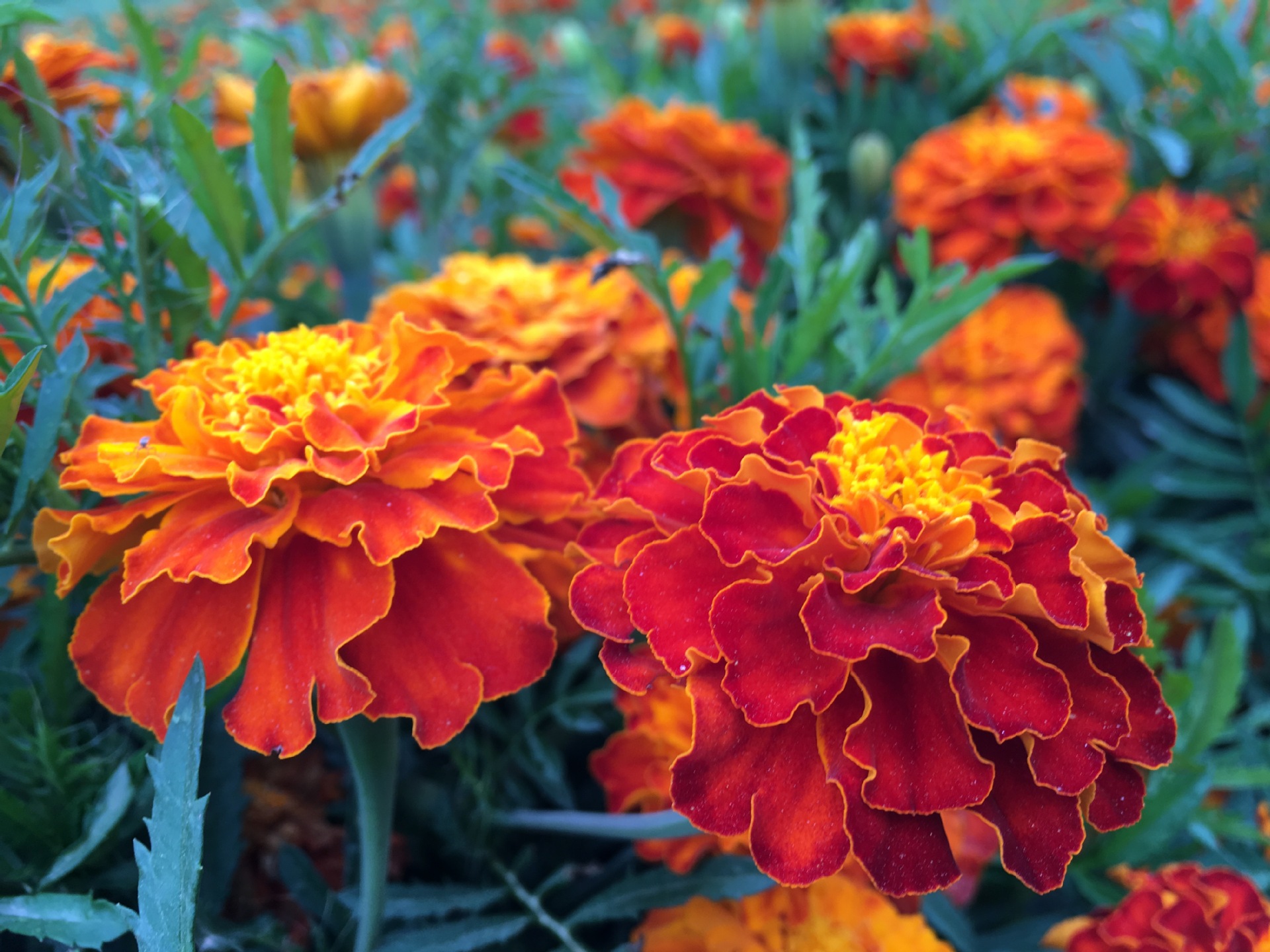 草本花卉孔雀草子种观赏花卉花海绿化景观阳台品种齐全量大从优