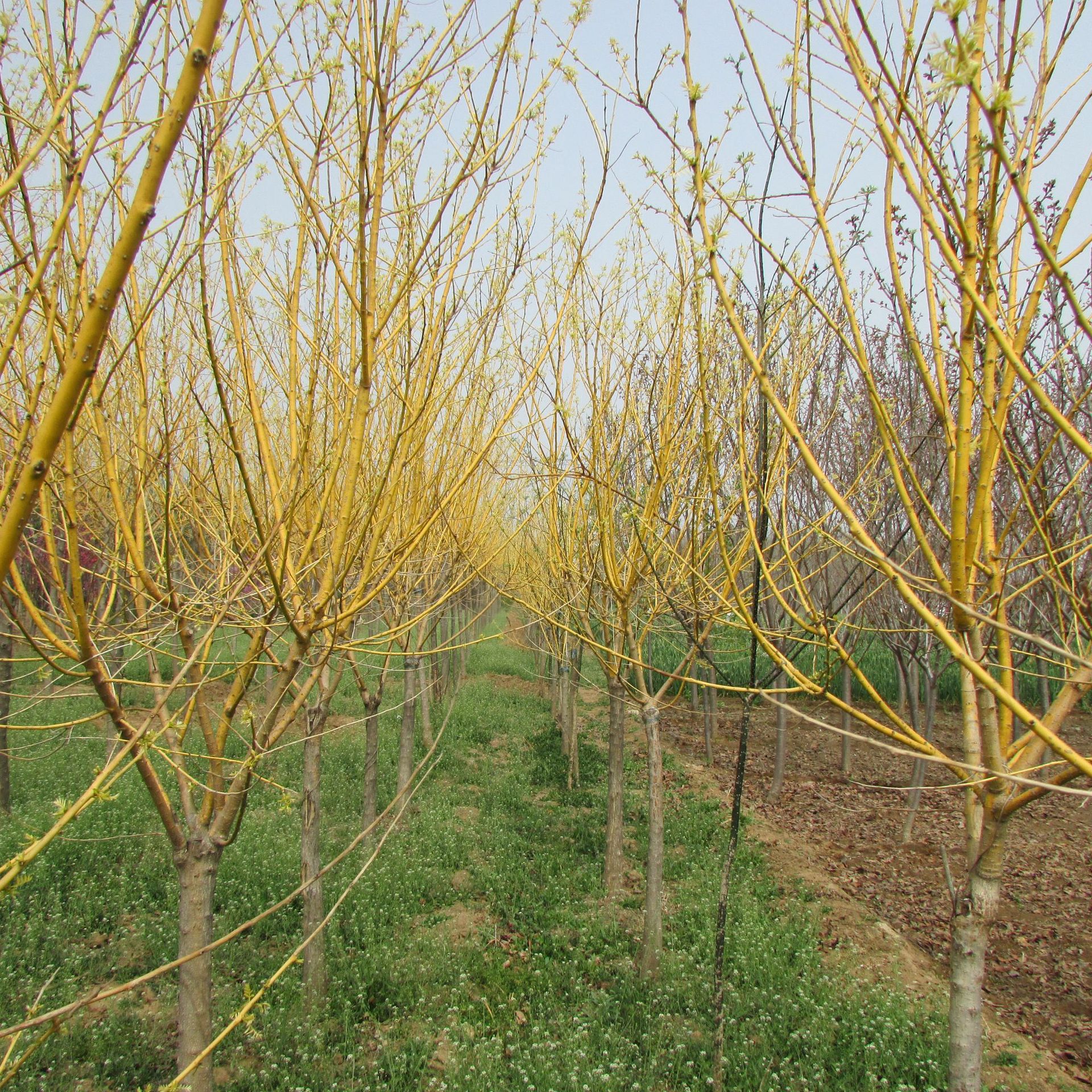 供应工程绿化苗黄金槐嫁接黄金槐胸径3公分4公分5公分6公分黄金槐-阿