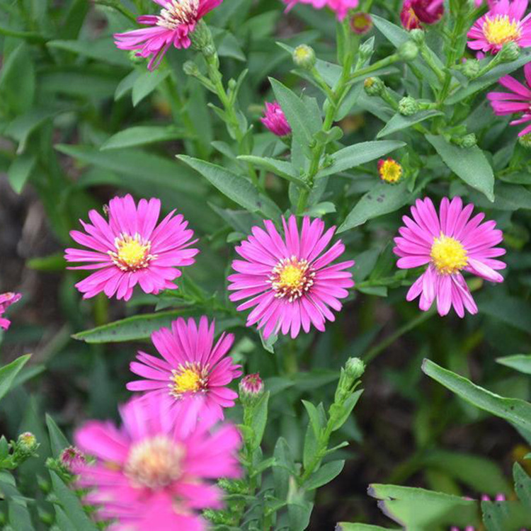 荷兰菊 草花 多年生草本 宿根花卉 基地直销 批发价格 花坛花境