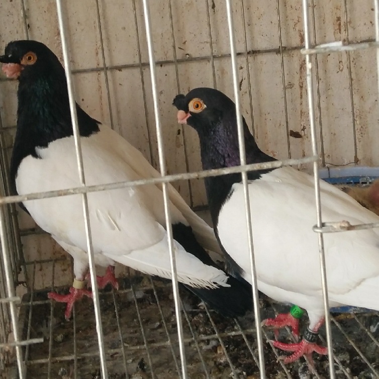 两头红鸽子图片 高飞红头鸽子 紫点子鸽 豆眼白 金眼白鸽子价格