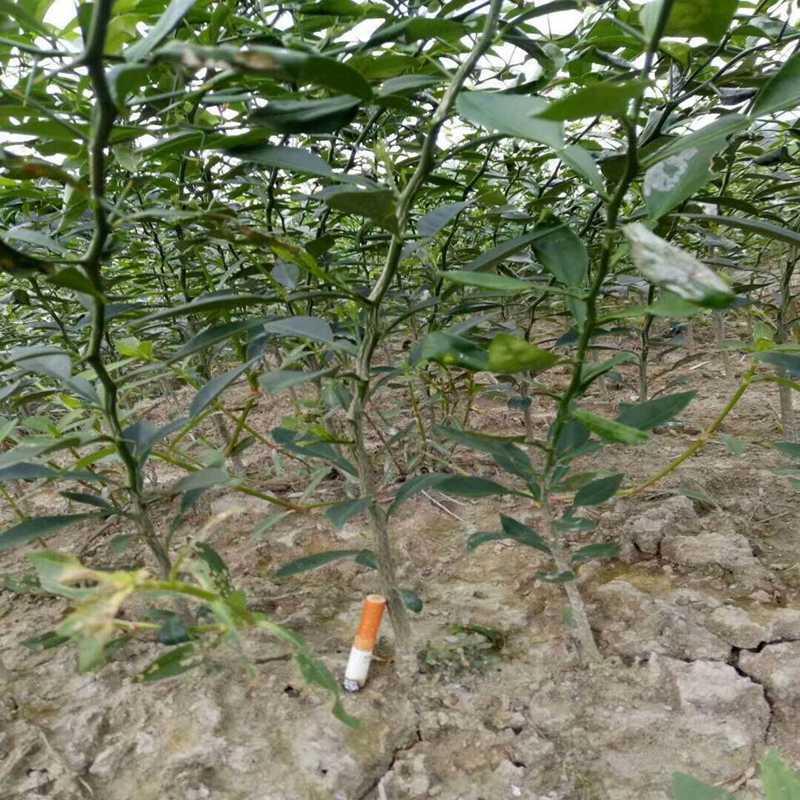 60万株一年枳壳苗现起积壳苗种子60厘米高现货批发价格优惠好管理