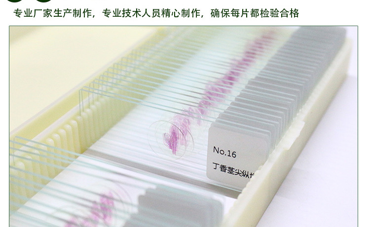 植物玻片标本丁香茎尖纵切标本植物观察显微镜玻片代表性植物切片