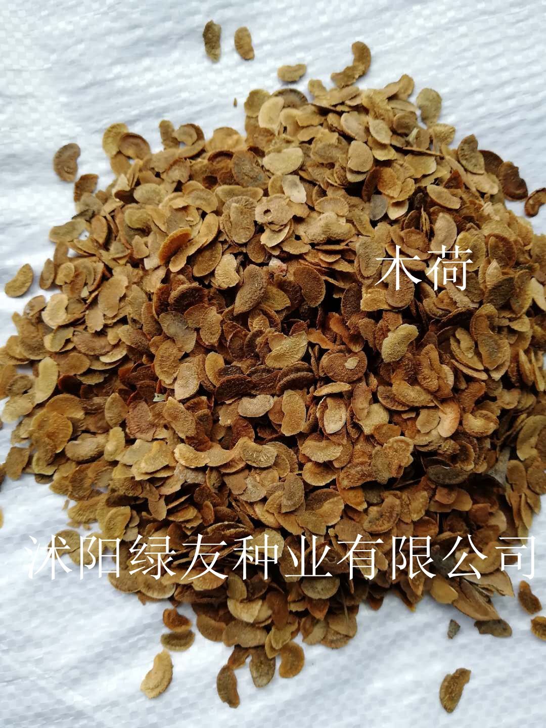 观赏冠花树绿化大树木荷种子木荷