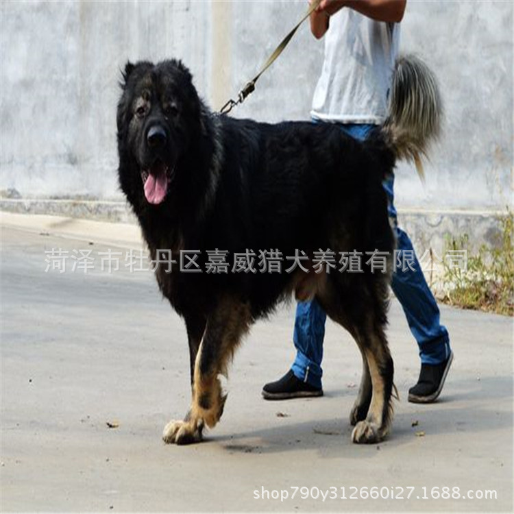 纯种熊版高加索犬哪里有卖的 高加索能长多重 高加索幼崽多少钱