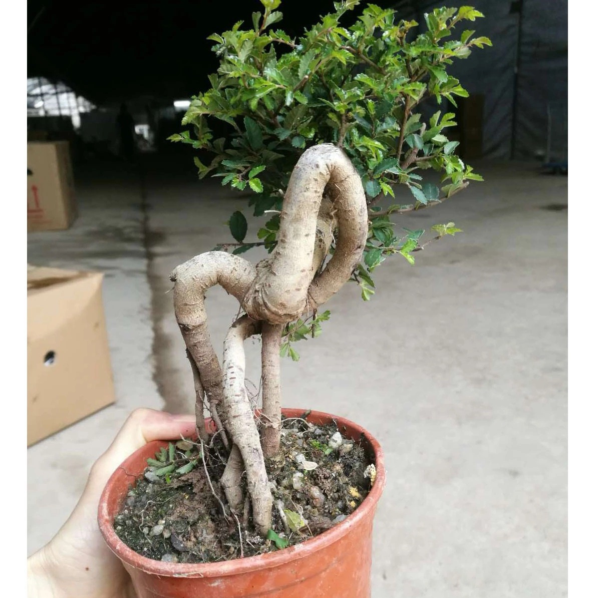 批发提根榆树盆景树桩 榆树造型老桩室内花卉阳台盆景 好养