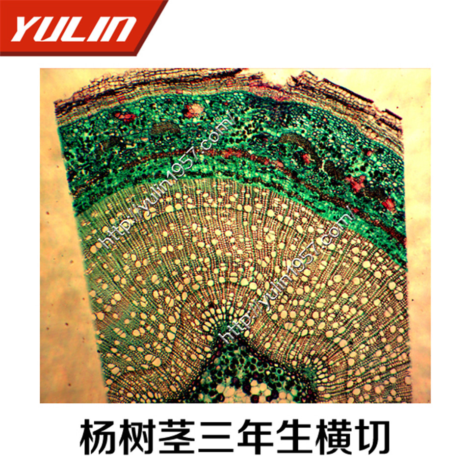 杨树三年生茎横切 生物实验 生物显微镜标本切片厂家直销