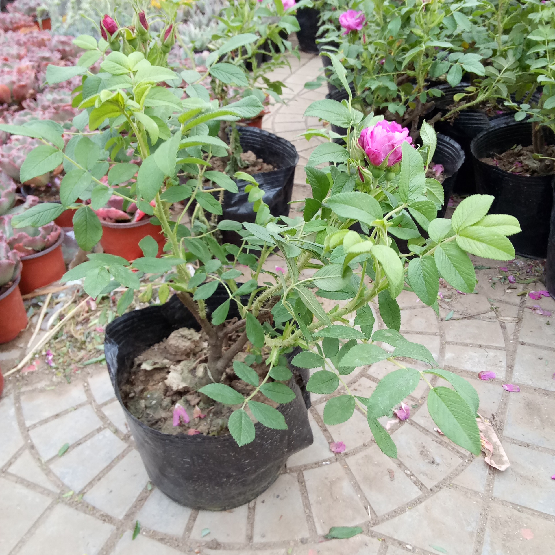 批发四季玫瑰花苗 室内玫瑰盆栽绿植净化空气量大从优玫瑰花苗