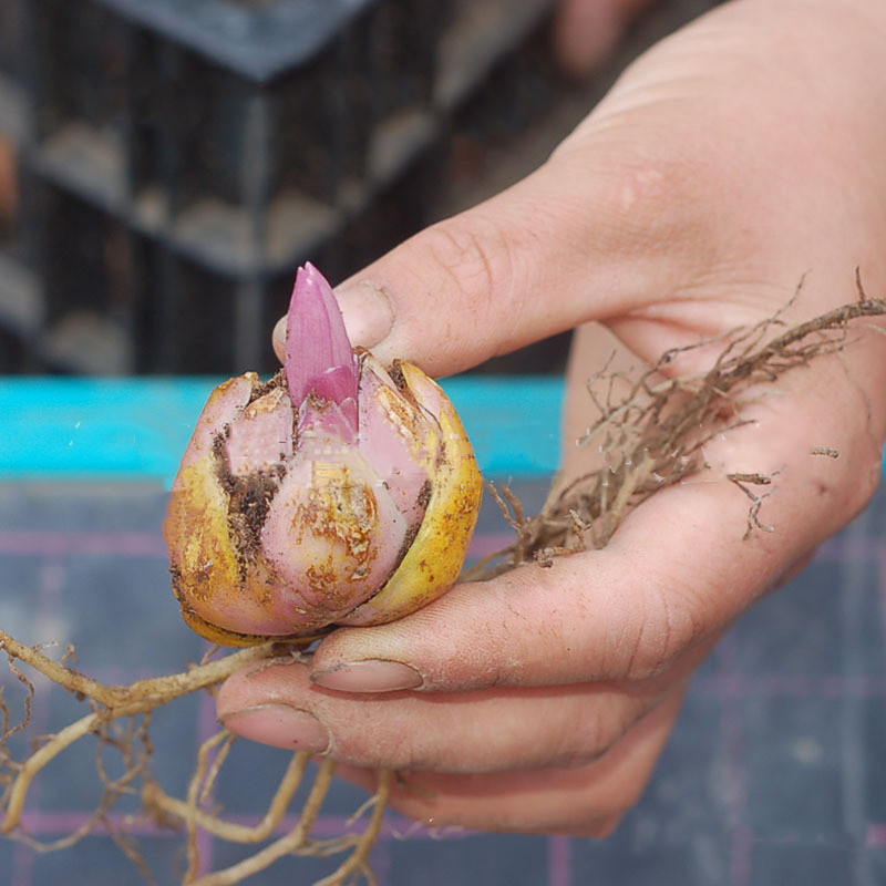 批发荷兰正宗香水百合种球 带芽发货 百合花球根6色随机发