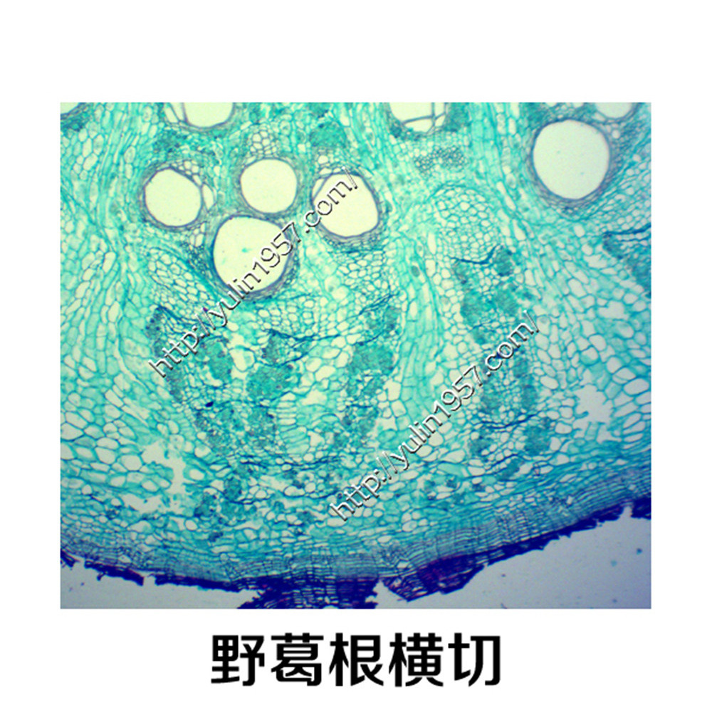 切片标本 生物实验中药显微镜切片 野葛根横切