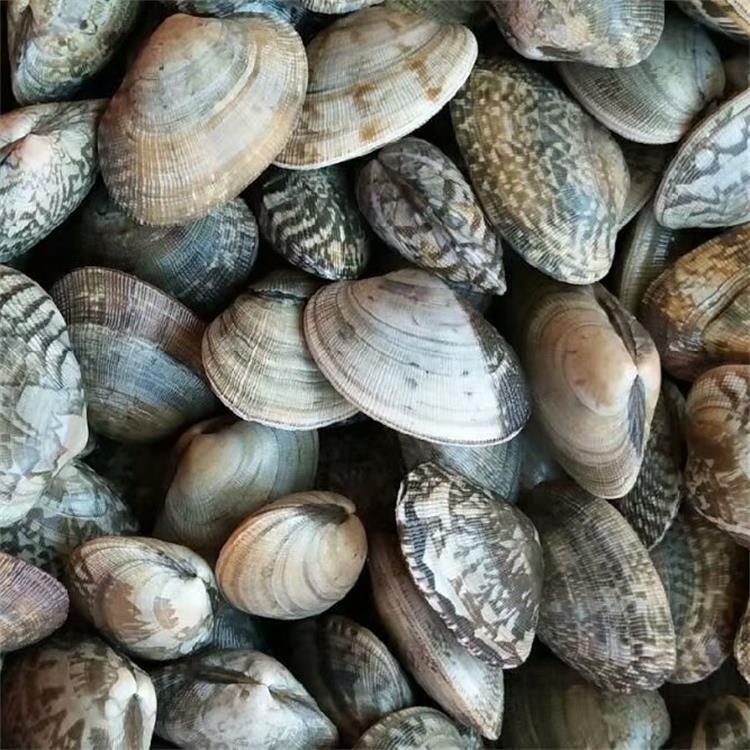 新鲜海鲜鲜活花蛤鲜活贝类野生大花甲贝类鲜活花蛤蜊水产批发特价