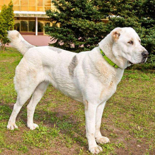 专业繁殖纯种熊版中亚牧羊犬幼犬大头宽体版中亚犬狩猎护卫犬