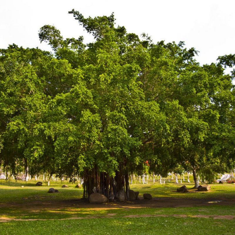 菩提种子 毕钵罗树 印度菩提树 佛树觉树道树 菩提树种子 易种植