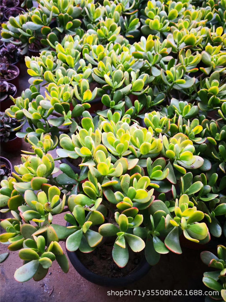 016大棚限时批发特价多肉植物 黄金花月老桩叶展40cm左右多肉老桩