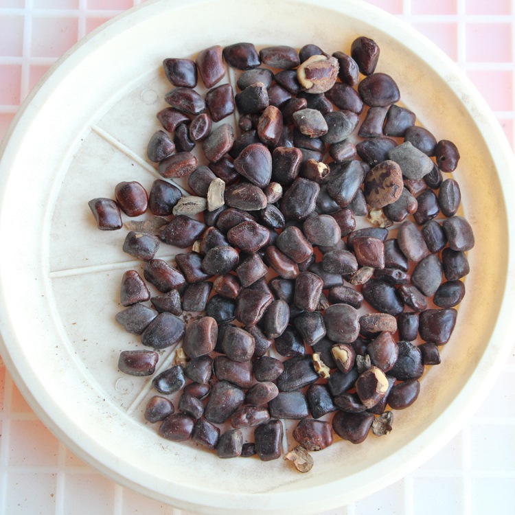 散装酸角种子 酸豆 罗望子酸梅 酸角树种子 甜角种子 果树种子