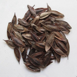 供应药材树种子,绿化树种子:杜仲种子,黄柏种子等