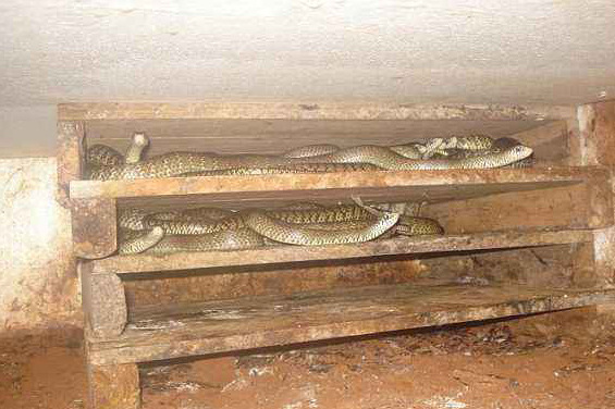 农富康发酵床em菌种做养蛇发酵床简单省钱效果好