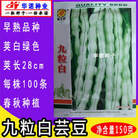龙泉九粒白芸豆种子 白不老芸豆籽 老来少四季菜豆种子 原装150克
