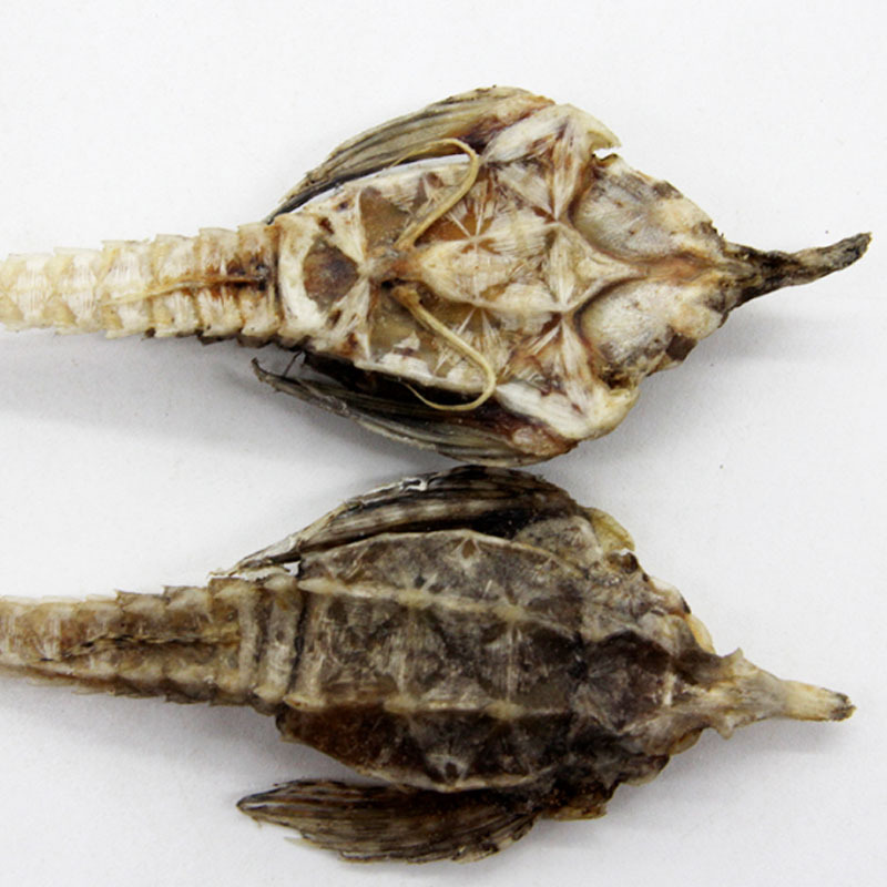 海麻雀 海燕子 泡酒药材 海洋珍贵药材 海产品干货批发代发