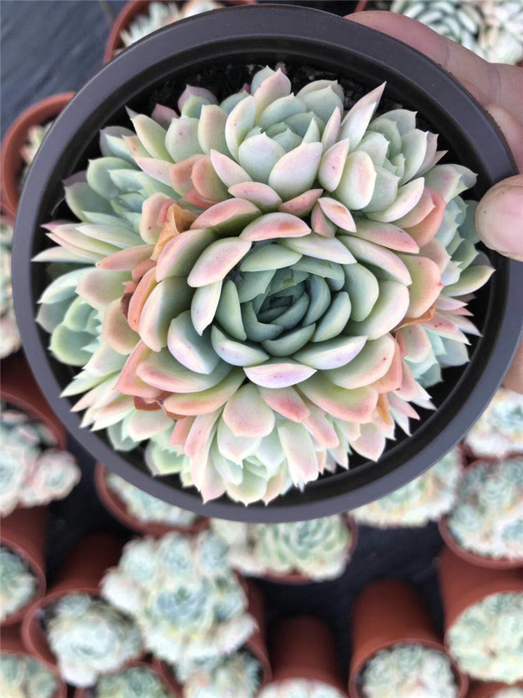 125阳台多肉植物大棚批发 状态小叶冰梅手捧花13公分左右多肉品种