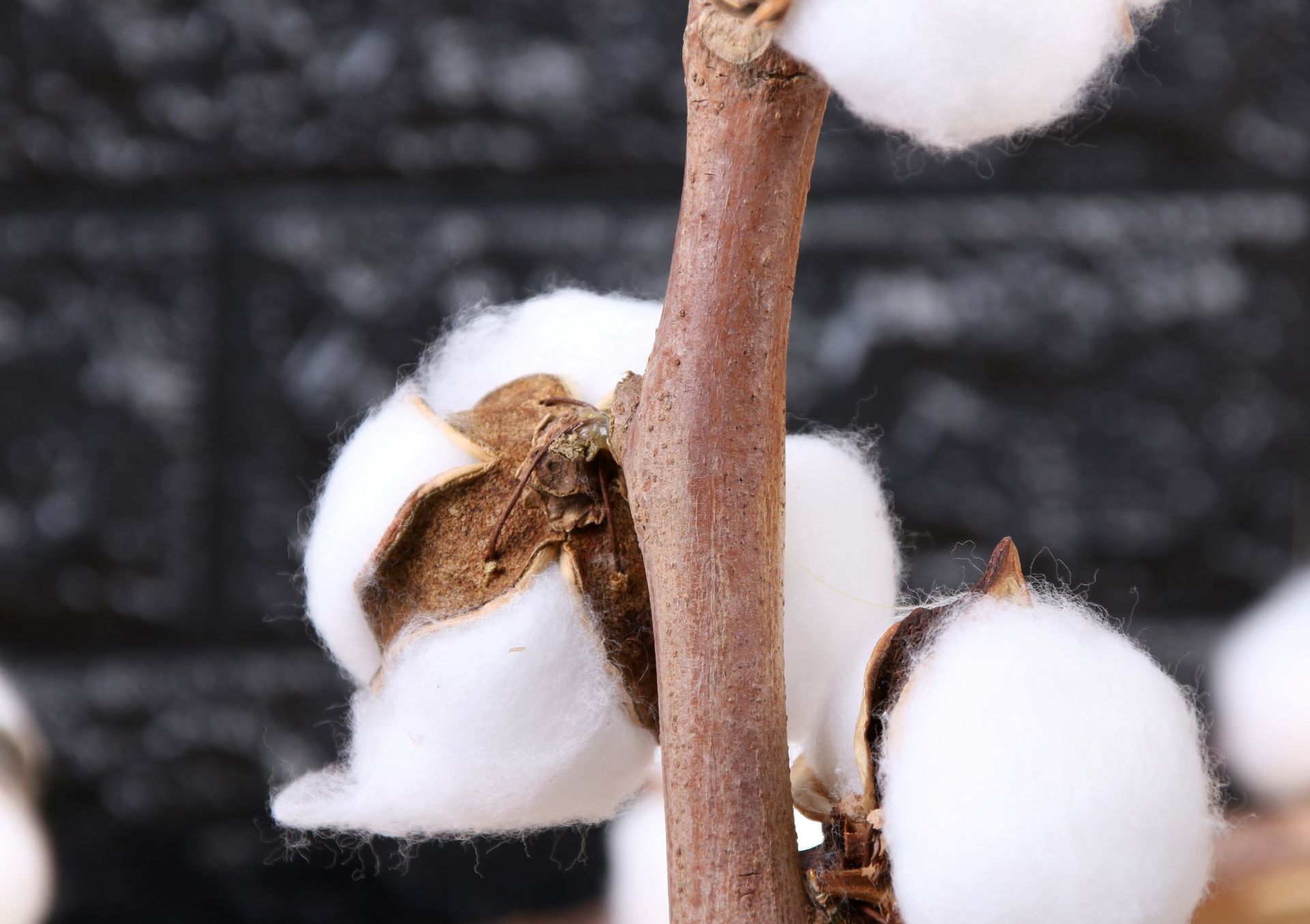 厂家批发9头真杆棉花天然棉花干花永生花家居装饰客厅摆设仿真花