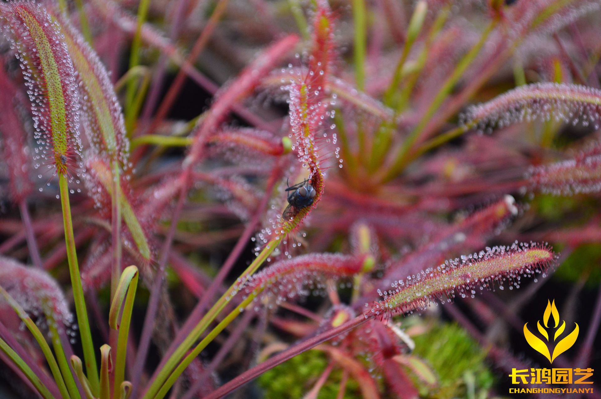 好望角茅膏菜 食虫植物 基地直销 趣味绿植 花卉盆栽 【成苗】
