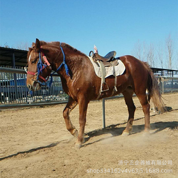 出售骑乘马婚庆用马 景区用观赏骑乘马 值得购买