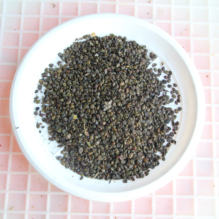 批发黄槐种子 黄花槐种子 当年新采 发芽率高 种子 基地发货