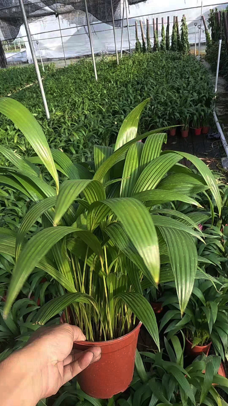 【基地直销】观叶植物小盆栽绿植 室内吸甲醛花卉 110#蒲葵