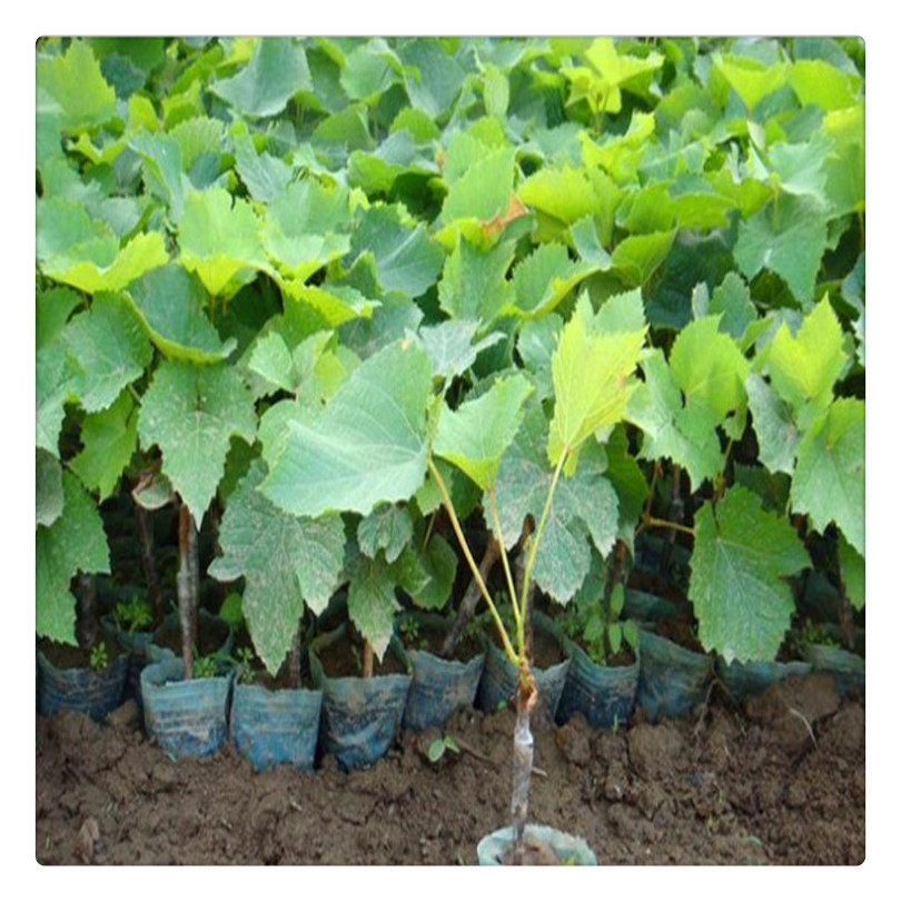 粗度3公分红提葡萄苗红提葡萄树苗基地报价