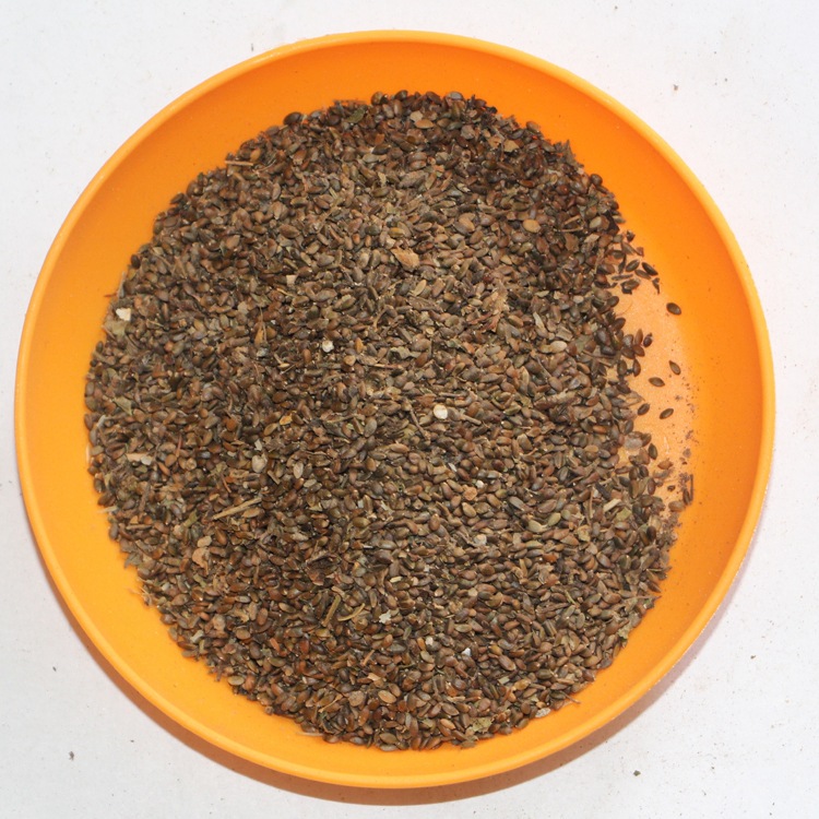 丹参种子 赤参 新采药材种子红丹参 红根血参根 紫丹参种子 易种