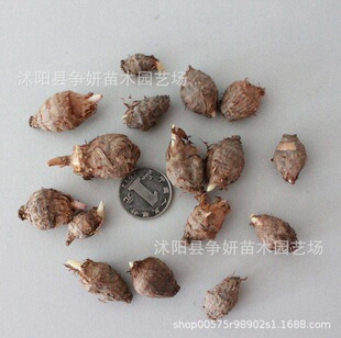 优质独角莲种球种子 疔毒豆莲豆中药材种子包发芽量大优惠包邮