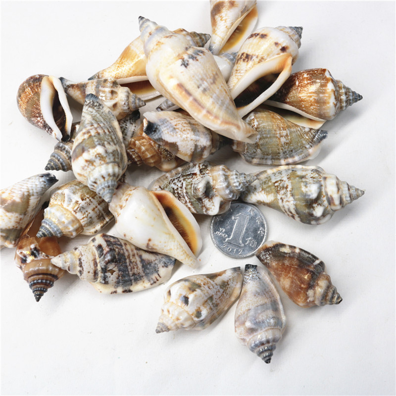 厂家直批纯天然海螺贝壳黑口螺贝壳材料工艺装饰品大量批发一斤装