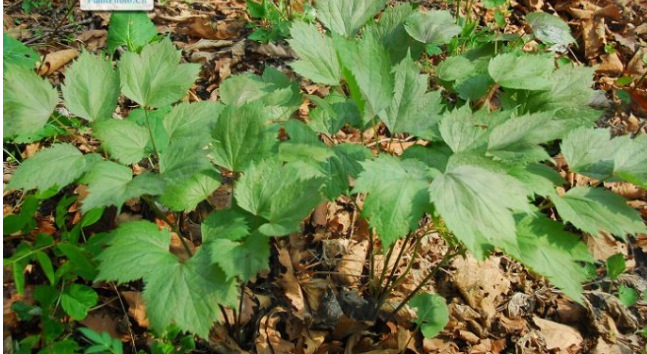 升麻提取物101升麻浓缩粉