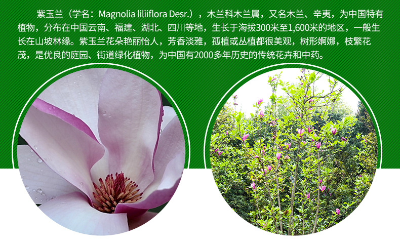 丛生紫玉兰红花玉兰园林庭院观花植物紫玉兰苗木苗圃直销