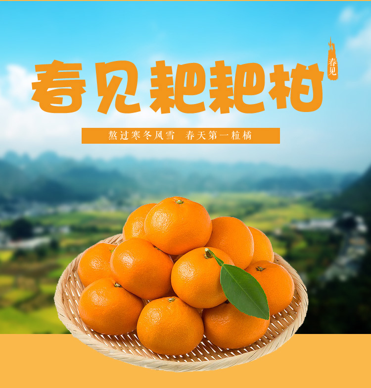 四川眉山春见耙耙柑现摘现发 - 深圳市皓玥电子商务有限公司