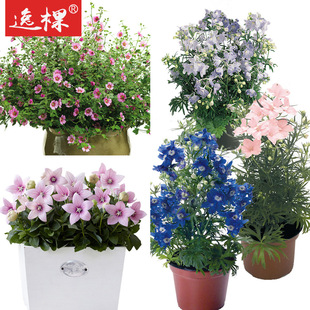多年生春季宿根花种子苗耐寒花卉四季种开花花苗