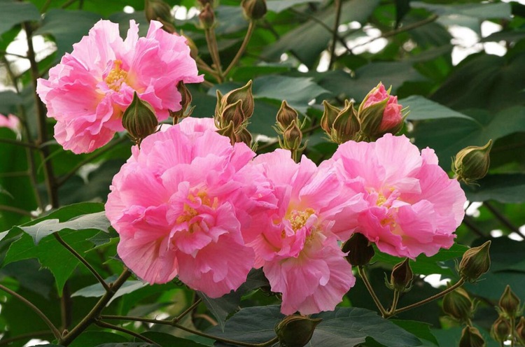 新采 木芙蓉种子 芙蓉花 拒霜花 地芙蓉 春播秋播 多年生花卉种子