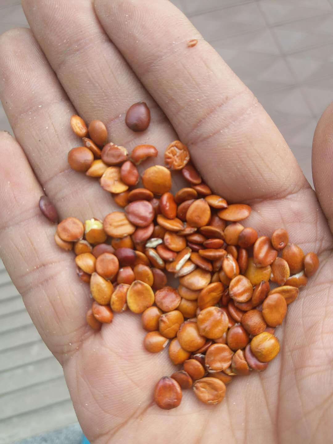 熟滇酸枣仁/酸枣仁批发酸枣仁产地直销五谷磨粉 花茶罐装用