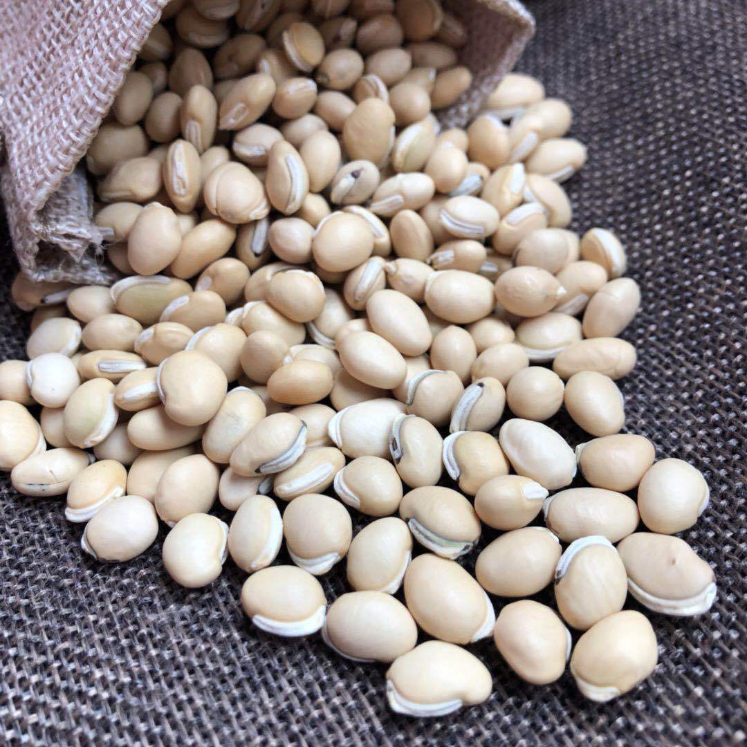 大货供应无硫白扁豆批发 扁豆1000g 白扁豆 生白扁豆