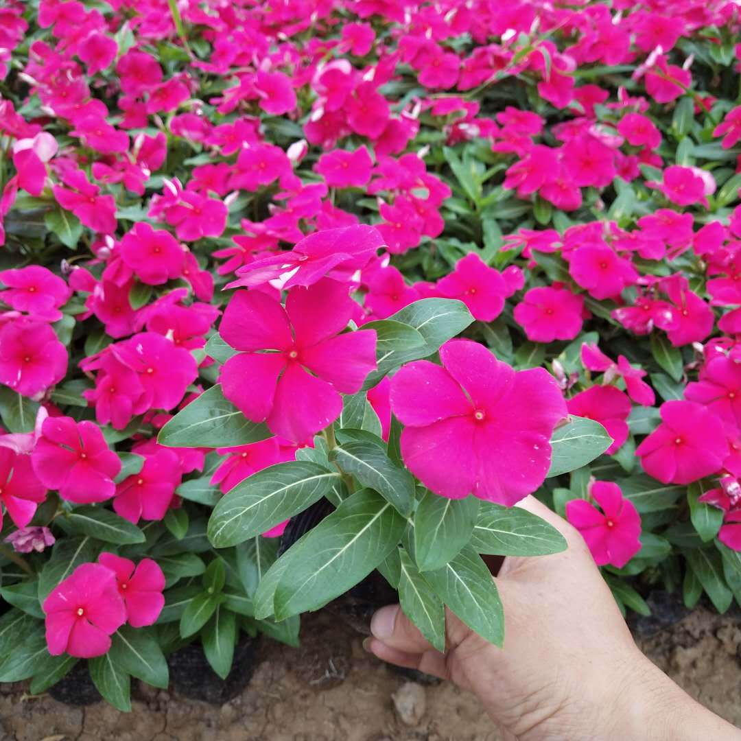 长春花 多年生草本盆栽 观赏植物 园林公园绿化盆栽植物