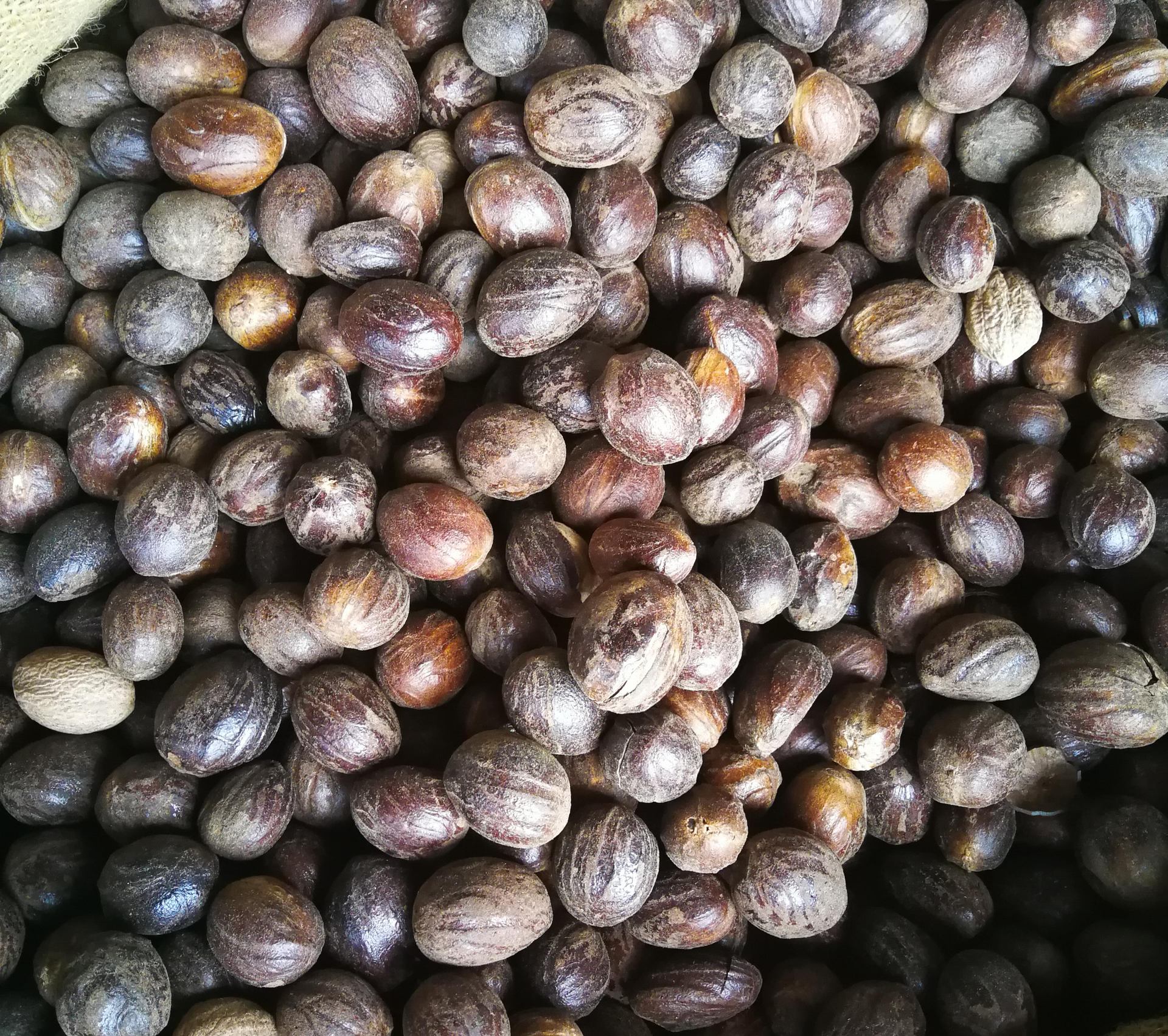 产地直销质圆香果 精选圆香果散装肉豆寇 圆香果 另有长香果