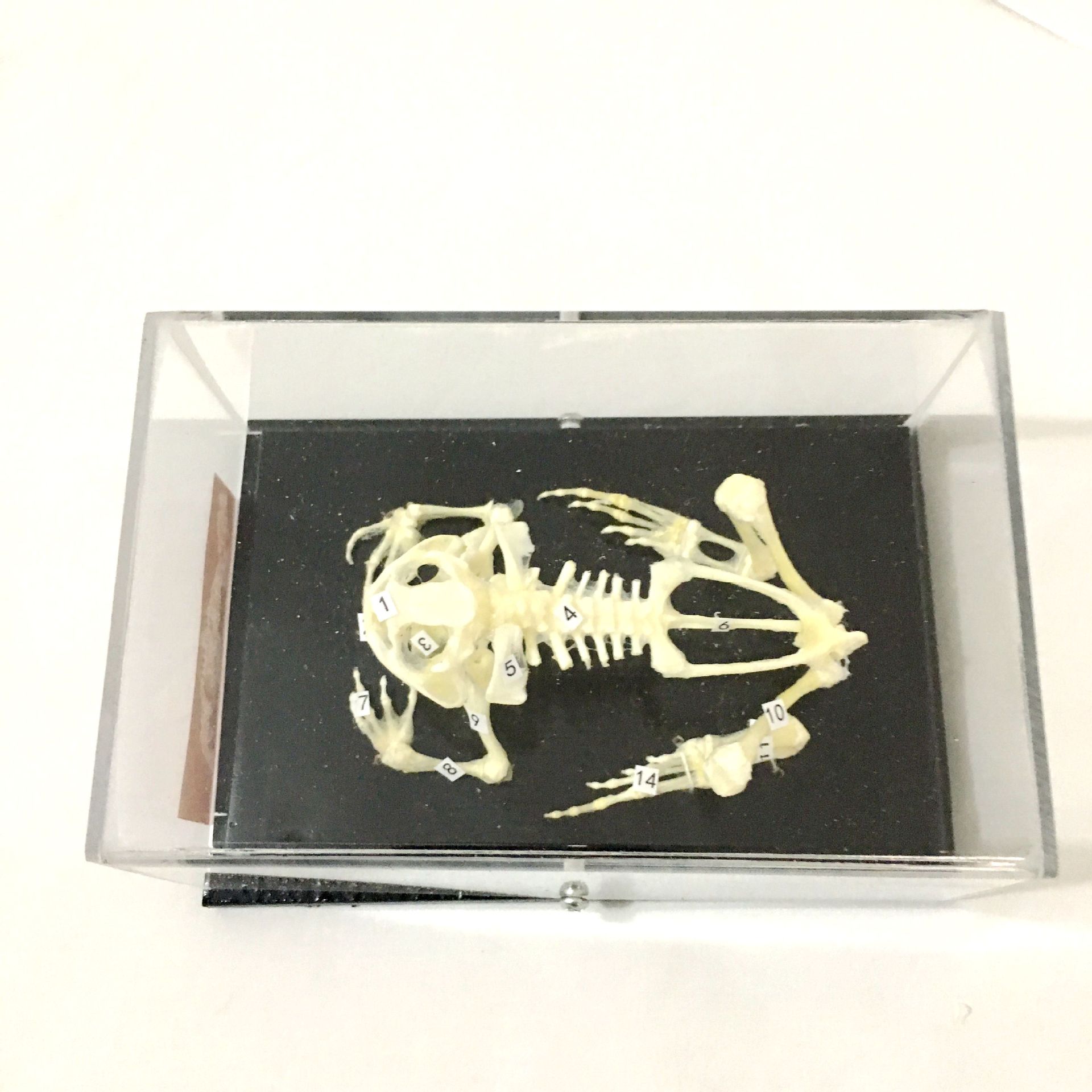 蛙骨骼标本 蟾蜍骨骼标本 43108教学演示中学生物青蛙骨骼标本