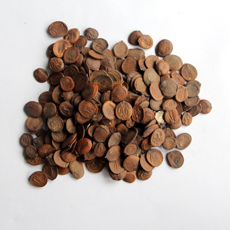 羊蹄甲种子新采羊蹄甲种子优质红花羊蹄甲种子宫粉紫荆树种子