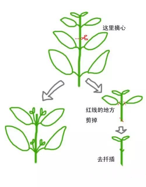 你家的花长的没有美感了,就需要~~摘心