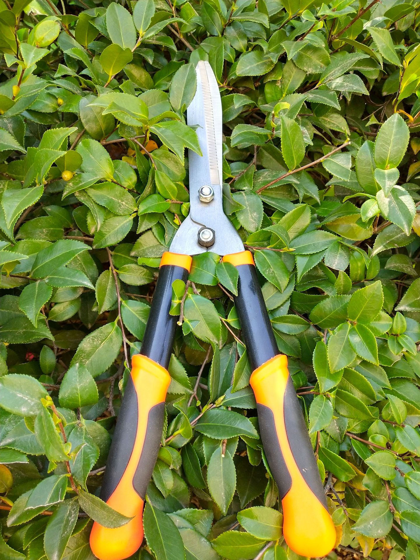 厂家直销高质量园艺剪园林剪整篱剪修枝剪花园剪草坪剪绿篱剪